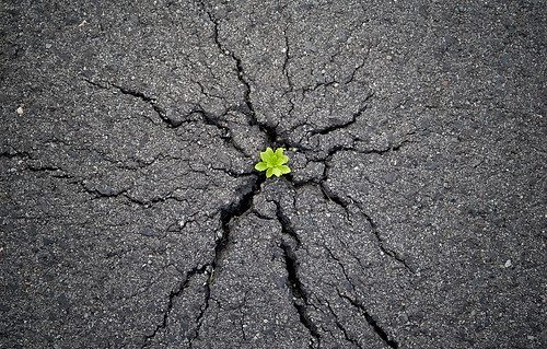 crack,flower,ground,harshness,road,tenderness-134cd431dcf415b2492182144282dd34_h (1)